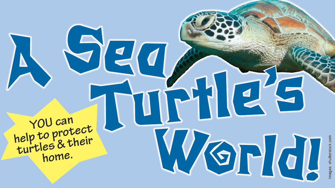 Sea Turtle's World Header: You can help protect turtles & their home.