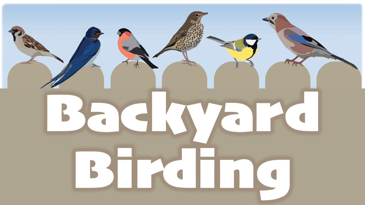 6 birds sitting on wooden fence. Backyard Birding painted on fence.