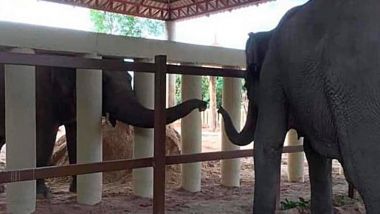 Two elephants separated by fence. Trunks reaching out to each other.