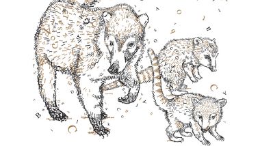 Illustration of 3 coati. one parent and 2 kits. Random letters are scattered through the illustration. 